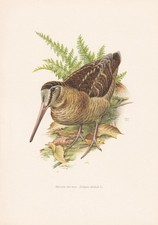 1960 woodcock bird for sale  BIDEFORD