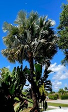 Bismarck palm seeds for sale  Miami