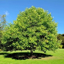Tulip poplar trees for sale  Matthews