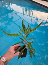 Kalanchoe mother thousands for sale  Port Charlotte