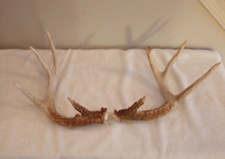Pair naturally shed for sale  Newtown