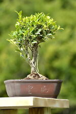 Imported ficus retusa for sale  Rotonda West