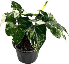 Syngonium podophyllum albo for sale  Denver