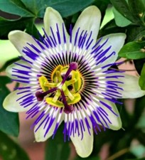 Blaue passionsblume passiflora gebraucht kaufen  Sollstedt