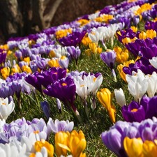 Crocus spring bulb for sale  GLASGOW