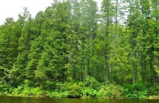 Atlantic white cedar for sale  Beachwood