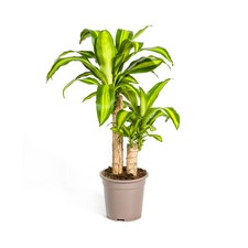 Drachenbaum dracaena fragrans gebraucht kaufen  Düsseldorf
