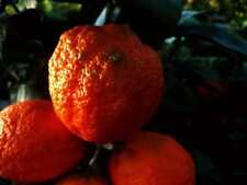 Citronnier lime rangpur d'occasion  Villemandeur
