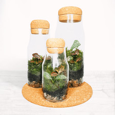Cork bottle fittonia for sale  OLDHAM