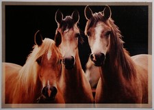 Pferde postkarte susy gebraucht kaufen  Langen