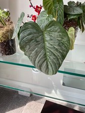 Philodendron majestic rare for sale  LIVERPOOL