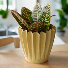 Croton petra codiaeum for sale  COALVILLE