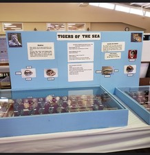 cowrie shells for sale  Warner Robins