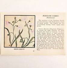 Spring beauty wild for sale  Cambridge