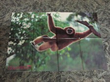 Affe poster groß gebraucht kaufen  Rattelsdorf