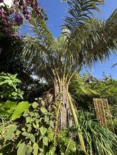 Parajubaea torallyi var. d'occasion  Concarneau