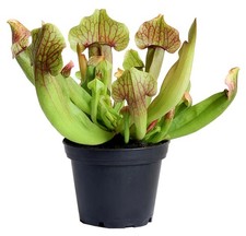 Live plant mini for sale  Manitowoc