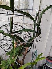 Fresh dragon fruit for sale  Livingston