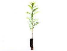Medium coast redwood for sale  Albany