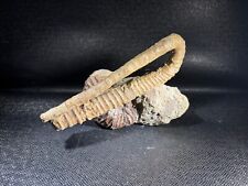 Hoplites dentatus anisoceras d'occasion  Condat