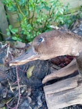 Tierpräparat ausgestopfte ent gebraucht kaufen  Emden