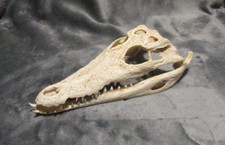 Real crocodile skull for sale  SOUTHPORT