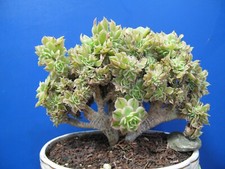 Rare succulent aeonium for sale  El Monte