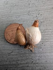 Galanthus reginae olgae for sale  WELLINGBOROUGH