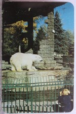 Cartão postal Colorado CO Denver City Park Zoo urso polar antigo vintage cartão vista postagem comprar usado  Enviando para Brazil