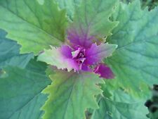 150 tree spinach for sale  Mesa