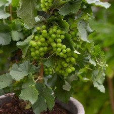 Dwarf grape vine for sale  KEIGHLEY