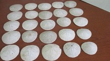 Lot sand dollars for sale  Olympia
