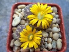 Lithops naureeniae viable for sale  FRESHWATER