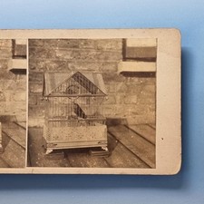 Ornithology nature stereoview for sale  TELFORD