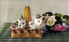 Junge katzen einem gebraucht kaufen  Berlin