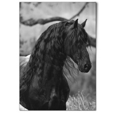 Friesian stallion black for sale  SELBY