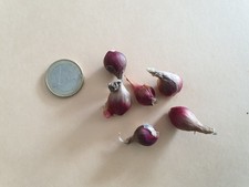 Bulbilles oignon rocambole d'occasion  Vielle-Saint-Girons