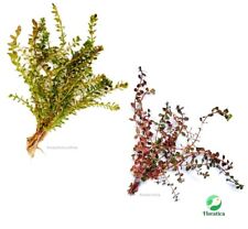 Rotala rotundifolia rotala for sale  LEAMINGTON SPA