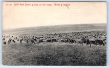 steers beef for sale steers beef for sale Foresthill