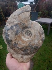 Large ammonite. burton for sale  NORTHWICH