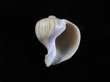 Sea Shell Melapium elatum 47,3mm ID#9396, usado comprar usado Sea Shell Melapium elatum 47,3mm ID#9396, usado comprar usado  Enviando para Brazil