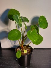 Pilea peperomioides chinese for sale  LIVERPOOL