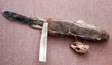Taxidermy antique chipmunk for sale  ASCOT