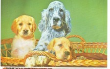 Dog english setter for sale  Carleton