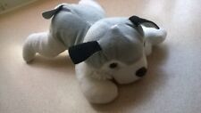 Husky dog puppy for sale  BRIERLEY HILL
