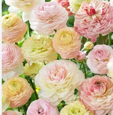 Ranunculus - Bulbs : Romance Pastel Mix: $60 For 15 Bulbs: Free Postage, usado comprar usado Ranunculus - Bulbs : Romance Pastel Mix: $60 For 15 Bulbs: Free Postage, usado comprar usado  Enviando para Brazil