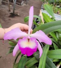 Orchidea Cattleya (Rlc.) Orfeusz, 1902 (29 Sr, 38 Sr), używany na sprzedaż  PL