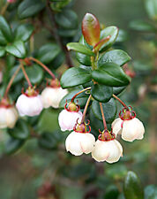 Rare chilean guava for sale  Shipping to Ireland