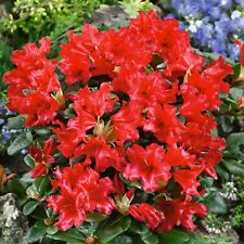 Rhododendron scarlet wonder for sale  GLASGOW