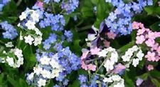 Más de 60 SEMILLAS DE FLORES BLANCAS, AZULES Y ROSAS OLVÍDAME NO MEZCLADAS / PERENNES / MIOSOTIS segunda mano  Embacar hacia Mexico